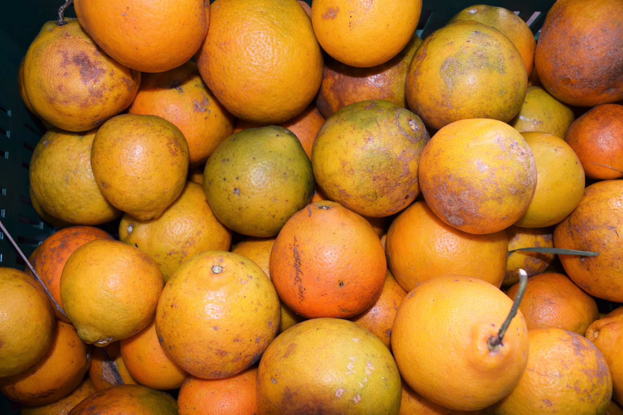 ¿Cómo cuidar frutas y verduras??