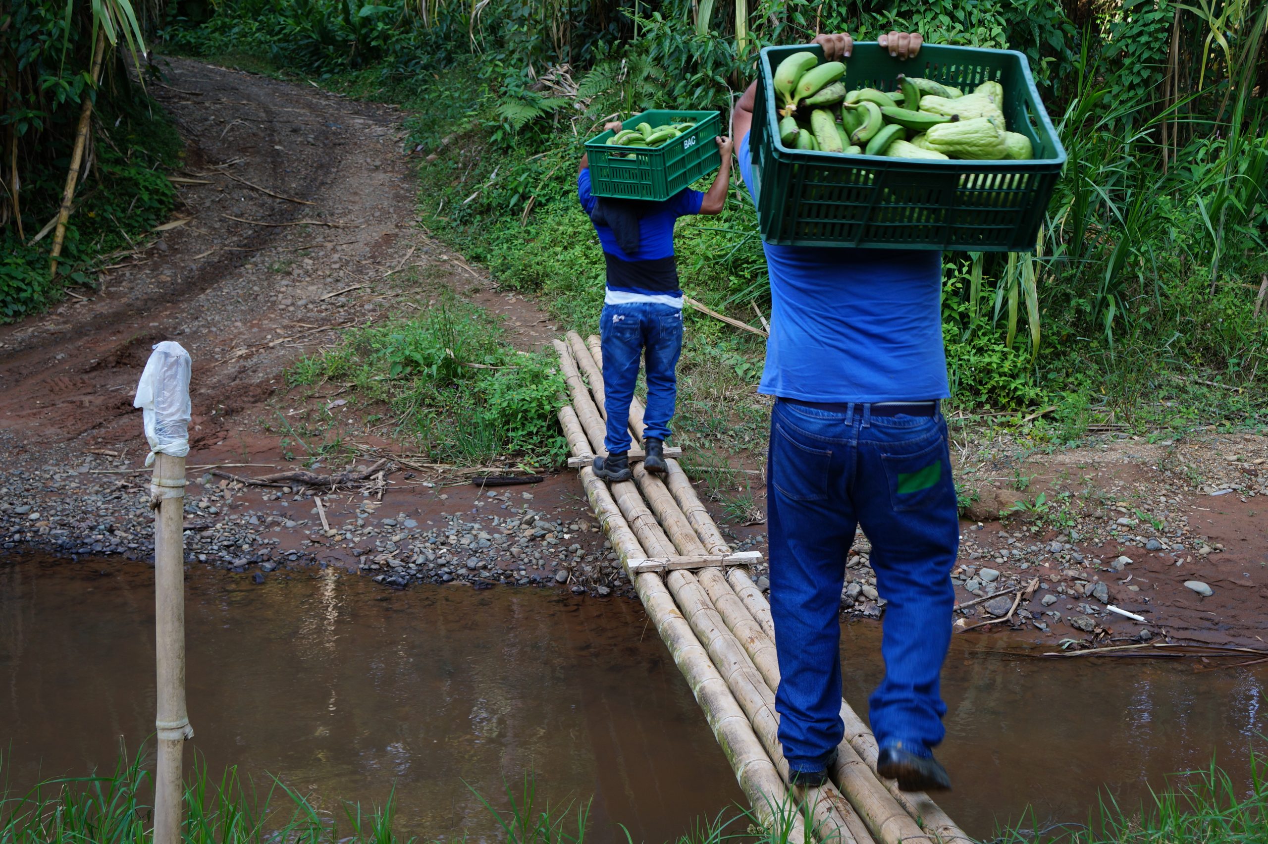RUTA REAGRO NORTE DEL VALLE RECUPERACION DE EXCEDENTES AGRICOLAS (1)