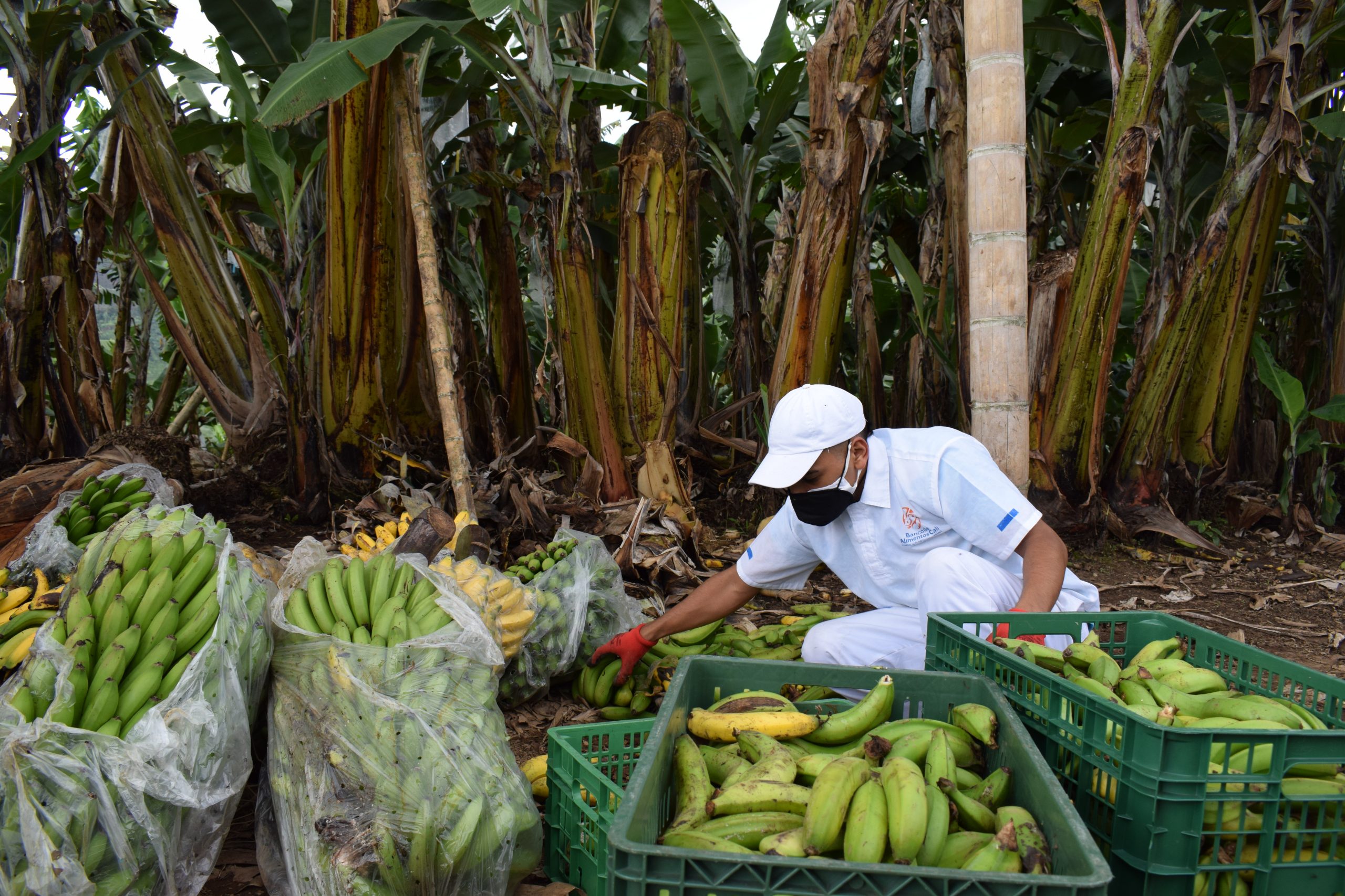 RUTA REAGRO NORTE DEL VALLE RECUPERACIÓN DE EXCEDENTES AGRICOLAS (1)