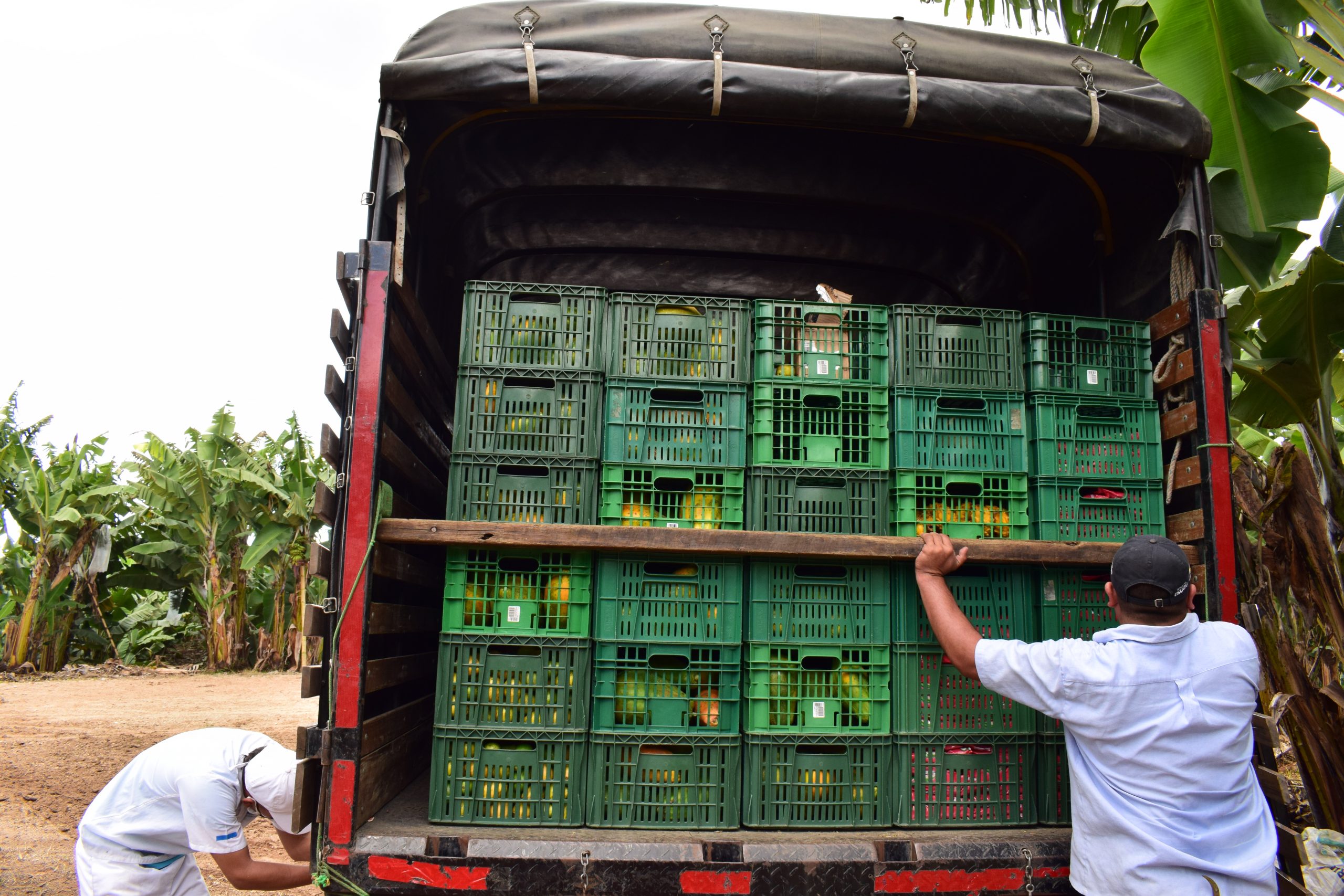 RUTA REAGRO NORTE DEL VALLE RECUPERACIÓN DE EXCEDENTES AGRICOLAS (2)