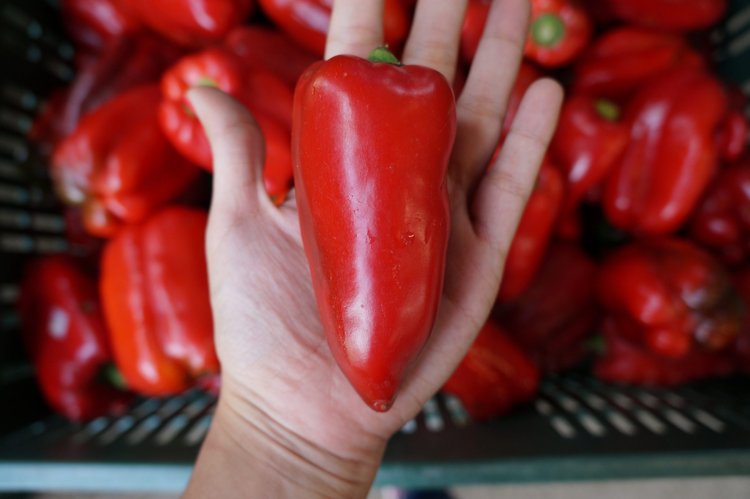 RUTA REAGRO NORTE DEL VALLE RECUPERACION DE EXCEDENTES AGRICOLAS (3)