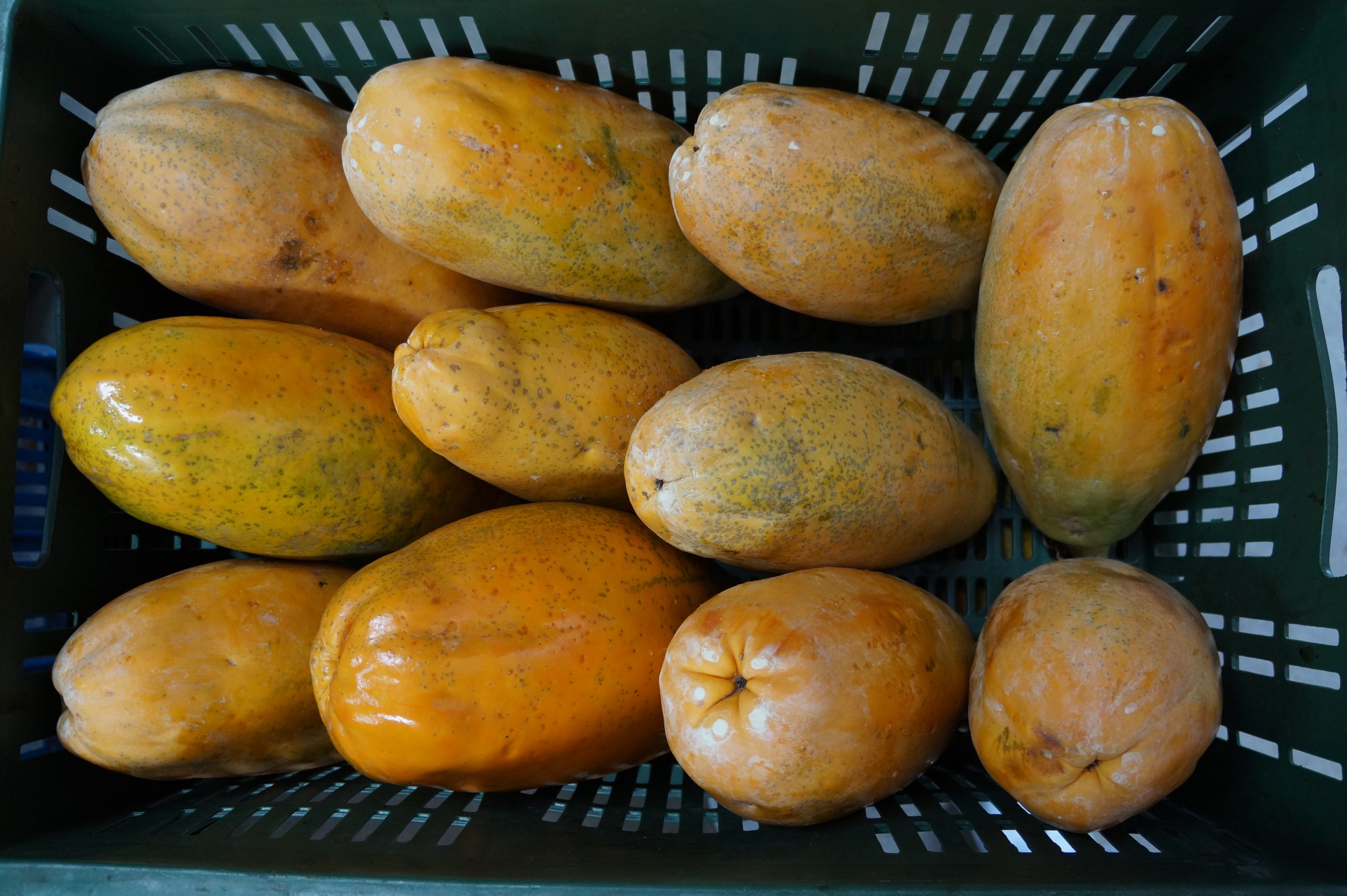 RUTA REAGRO NORTE DEL VALLE RECUPERACION DE EXCEDENTES AGRICOLAS (4)