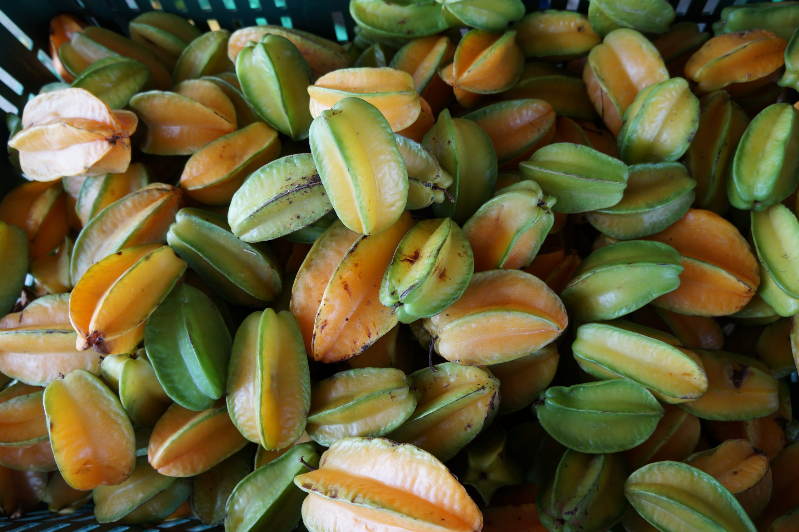 RUTA REAGRO NORTE DEL VALLE RECUPERACION DE EXCEDENTES AGRICOLAS (6)