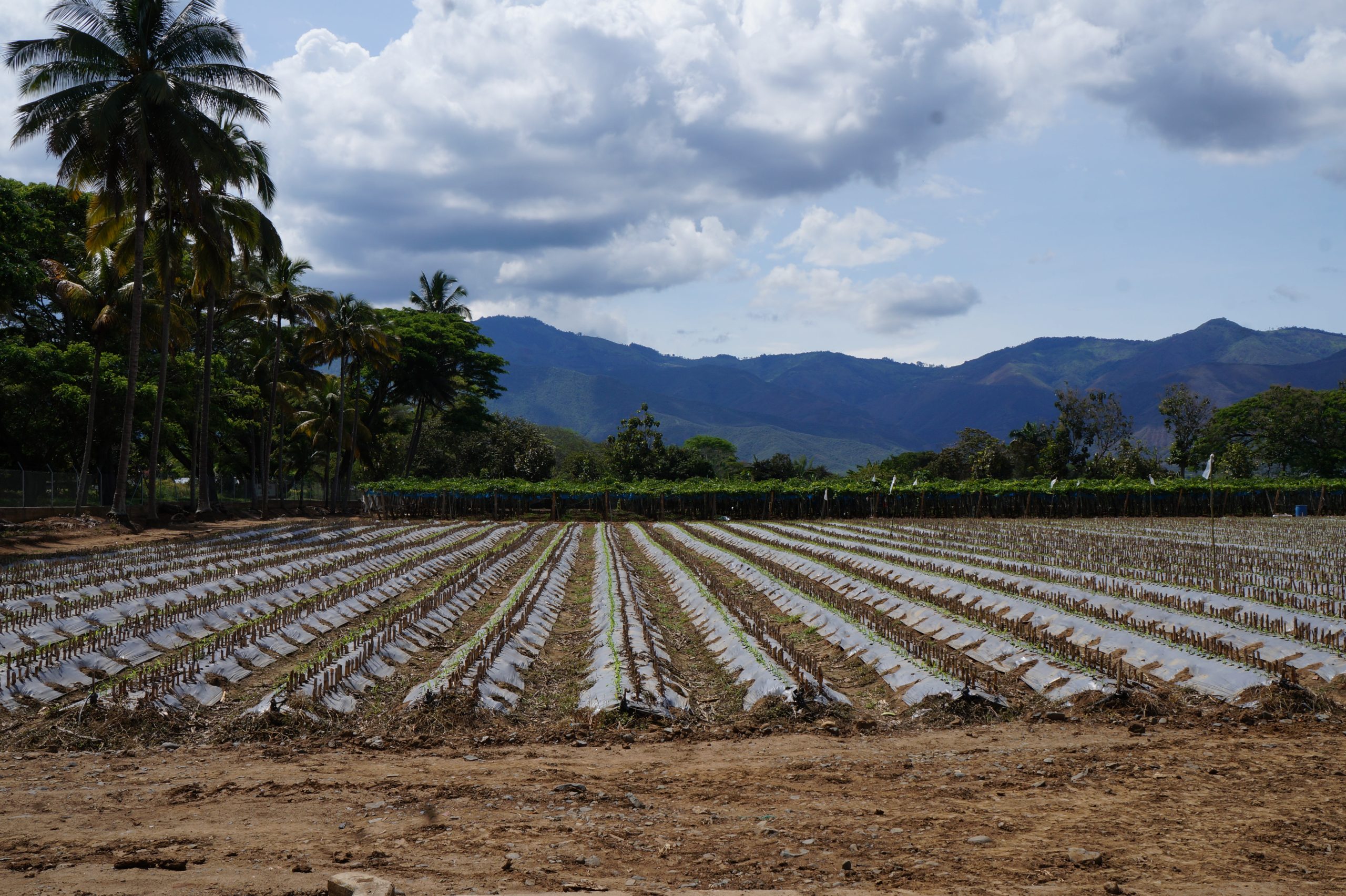 RUTA REAGRO NORTE DEL VALLE RECUPERACION DE EXCEDENTES AGRICOLAS (7)
