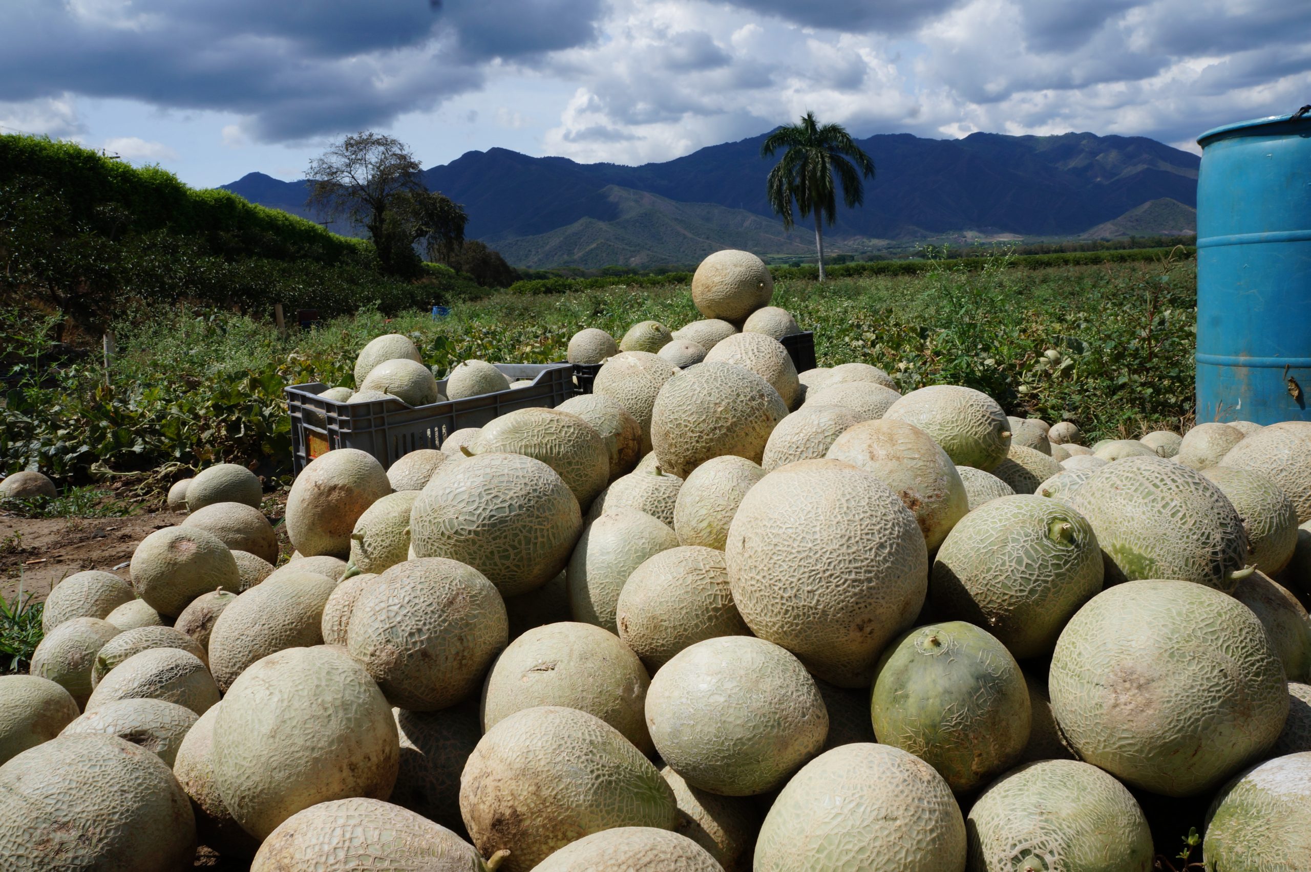 RUTA REAGRO NORTE DEL VALLE RECUPERACION DE EXCEDENTES AGRICOLAS (8)