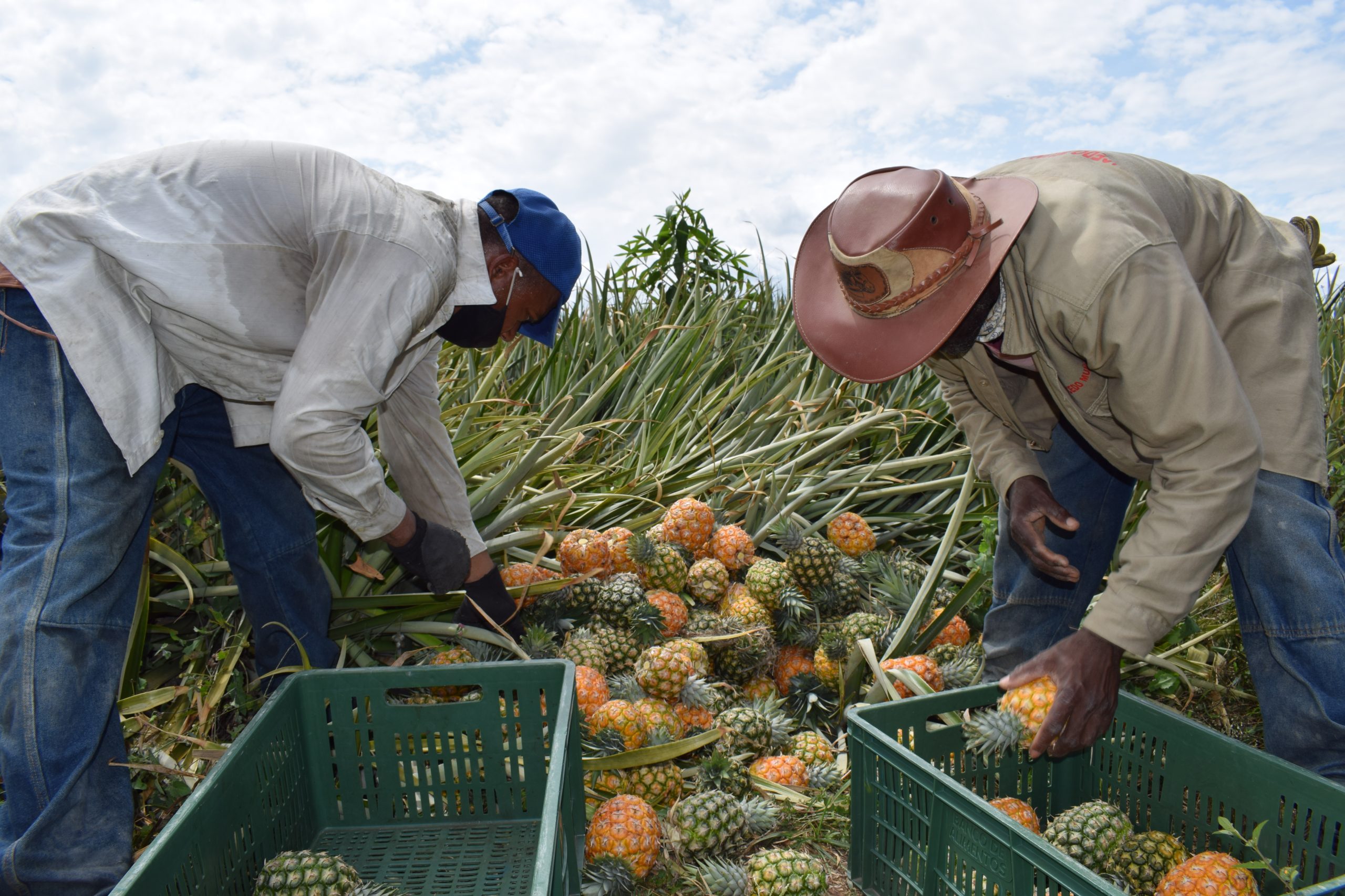 RUTA REAGRO recuperación de excedentes agropecuarios